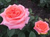  Amour de Molene (Мультифлора)